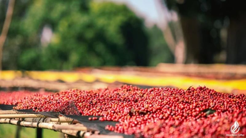 Ethiopia Guji G1 Natural Coffee Bean Flavor Analysis and Pour-Over Parameter Recommendations