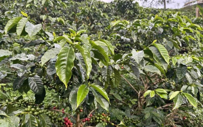 哥伦比亚大肚脐咖啡品种详解：分界线庄园Ombligon风味与产区全解析