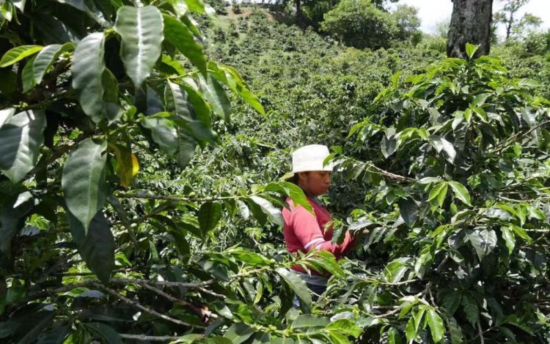 洪都拉斯茜瓜SHB精品咖啡豆风味特点与产地故事：中深烘焙法压壶冲煮指南