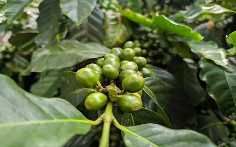 The Flavor Peak of Espresso: Understanding Roast Dates, Degassing Cycles, and Daily Sealed Storage