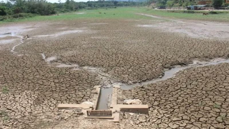 Vietnam Drought Threatens Coffee Trees and Global Coffee Exports