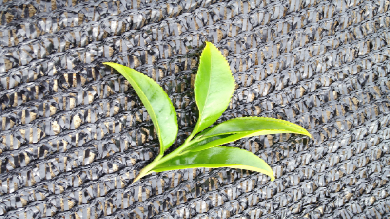 凤凰单枞、浪菜与水仙：潮州乌龙茶等级对比及口感差异详解