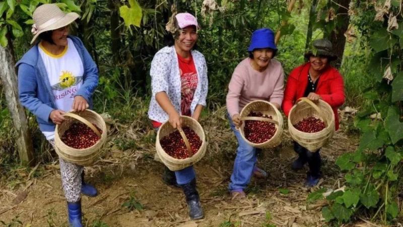 The Hidden Coffee Gem of South America: Peru — From Andean Terroir to the Flavor Code of Cajamarca Washed Geisha