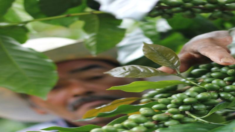A Comprehensive Analysis of Honduran Coffee Beans: From Six Major Producing Regions to Sherry Barrel Fermentation, Front Street Coffee Takes You Deep into a Specialty Origin in Central America