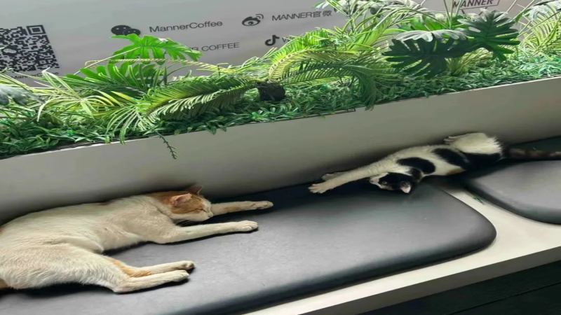 MANNER咖啡师收留流浪猫走红，广州天河城门店成新晋撸猫聚集地