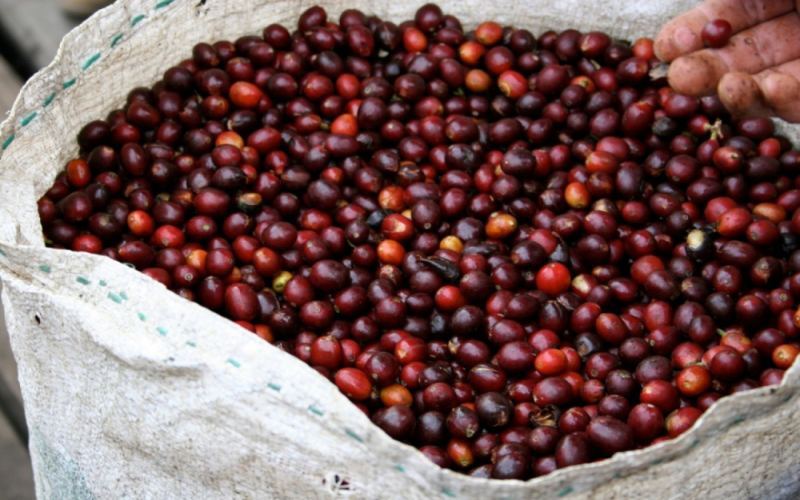 罗布斯塔与阿拉比卡咖啡豆全方位对比：品种来源、种植条件、风味差异及用途解析