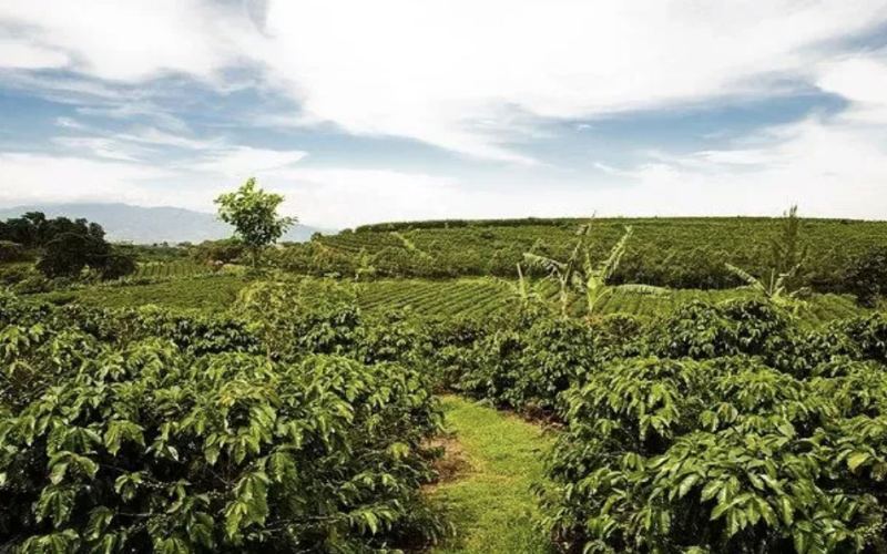 Costa Rica plans to meet the EU market and launch 