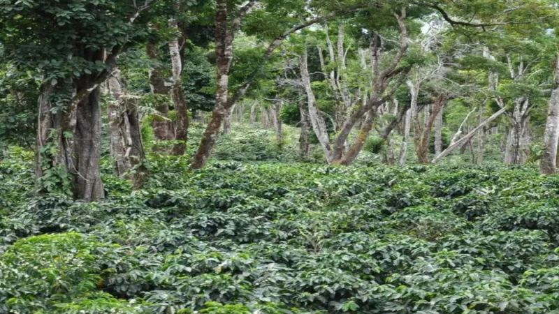 翡翠庄园不只瑰夏：钻石山卡杜艾品种的来历、分级与前街日晒冲煮解析