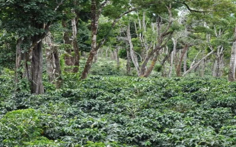 翡翠庄园不只瑰夏：钻石山卡杜艾品种的来历、分级与前街日晒冲煮解析