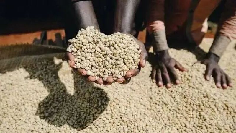 kenya coffee｜What do Kenya coffee AA, AA+, and Top mean? What are the green bean grading standards for Kenyan coffee?