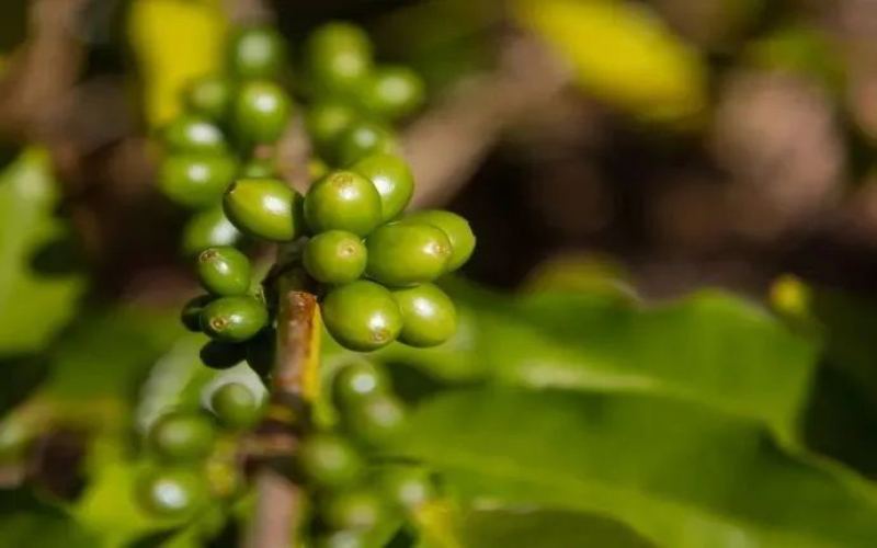 尖身波旁是否属于阿拉比卡？价格为何高昂，与瑰夏相比风味如何