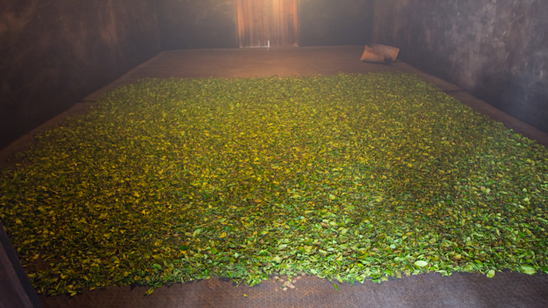 祁门工夫红茶制作全解析：传统熏制工艺与非熏制风味差异对比