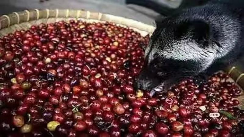 印尼人屎咖啡揭秘：继猫屎咖啡后的猎奇产物，博主试喝当场呕吐