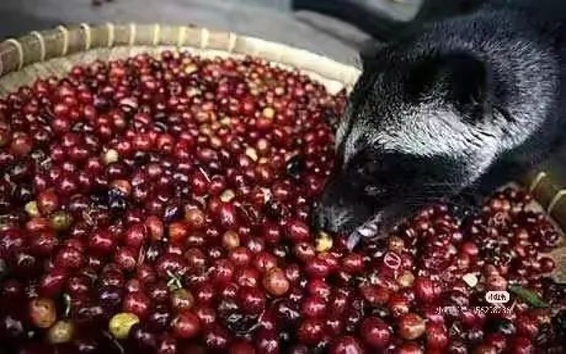 印尼人屎咖啡揭秘：继猫屎咖啡后的猎奇产物，博主试喝当场呕吐