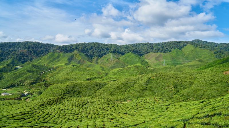 印度茶叶管制放宽冲击供需平衡，印度红茶与中国红茶差异及前街推荐
