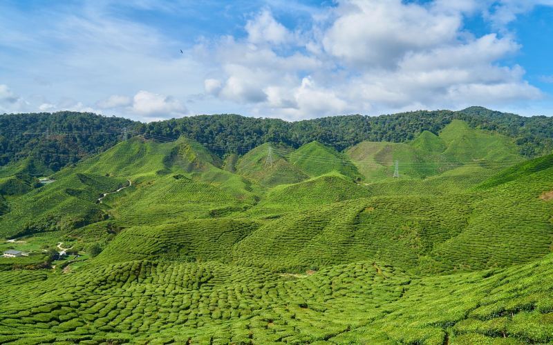 印度茶叶管制放宽冲击供需平衡，印度红茶与中国红茶差异及前街推荐
