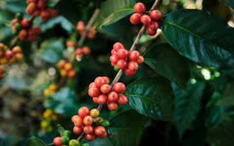The date on a Yirgacheffe bean bag determines when to start drinking it.