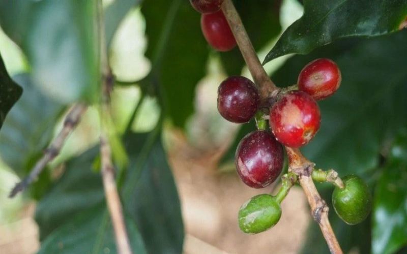 Decaf Pour-Over Beans: Opening the Bag and Peak Flavor Window Explained — Master the Degassing Decline and Brew Your Best Cup
