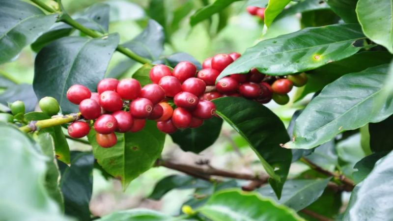 An Analysis of Panama's Specialty Coffee Regions: Flavor Profiles and Roasting Suggestions for Boquete and Volcán