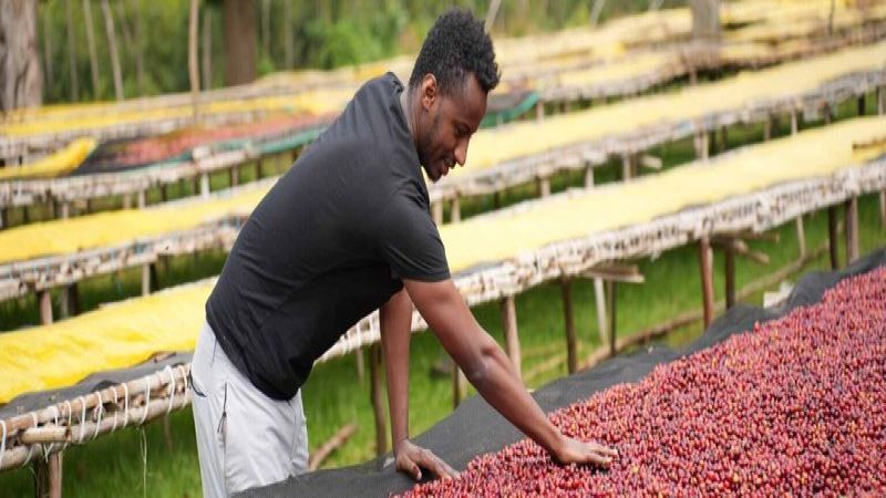 How to Choose SOE by Roast Level: From Bright Fruit to Rich Sweetness