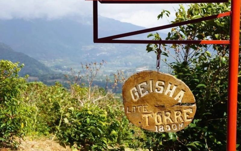 Elida Estate: The Geisha Journey of the Lamastus Family's Four Generations