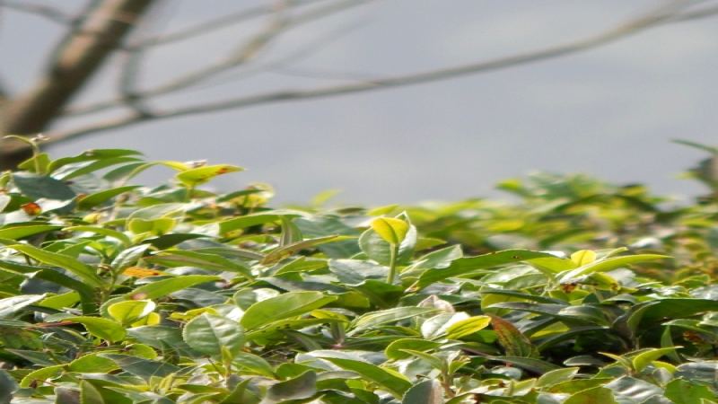 大吉岭红茶产自哪个国度？印度这座山城年产量几何？