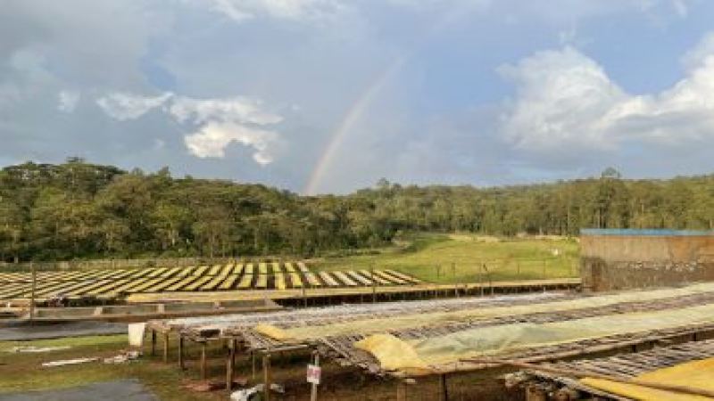 What Is the Coffee Belt: Why Coffee Is Grown on Both Sides of the Equator