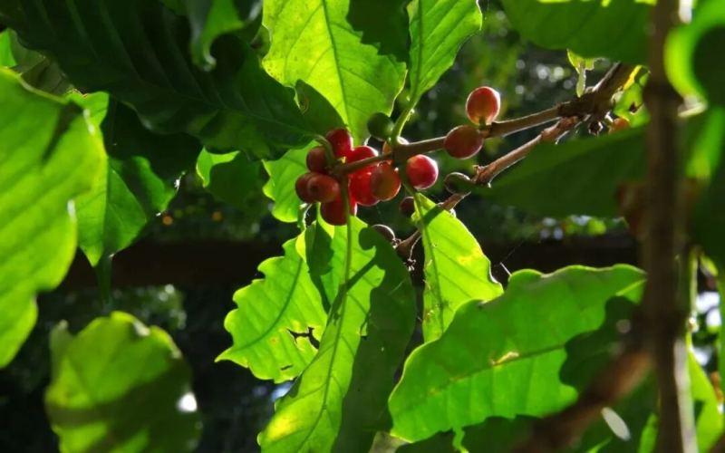 Ethiopian Coffee Beans | How Many Coffee Regions Are There in Ethiopia? Which Washing Stations and Cooperatives Produce Ethiopian Specialty Coffee?