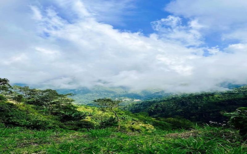 How to Choose Authentic Blue Mountain Coffee Beans: How Equipment, Parameters, and Bean Flavor Work Together
