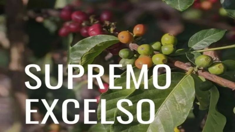 哥伦比亚咖啡生豆分级详解：Supremo与Excelso的含义、标准与目数划分