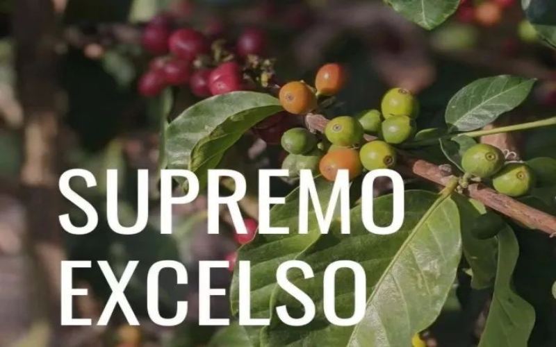 哥伦比亚咖啡生豆分级详解：Supremo与Excelso的含义、标准与目数划分