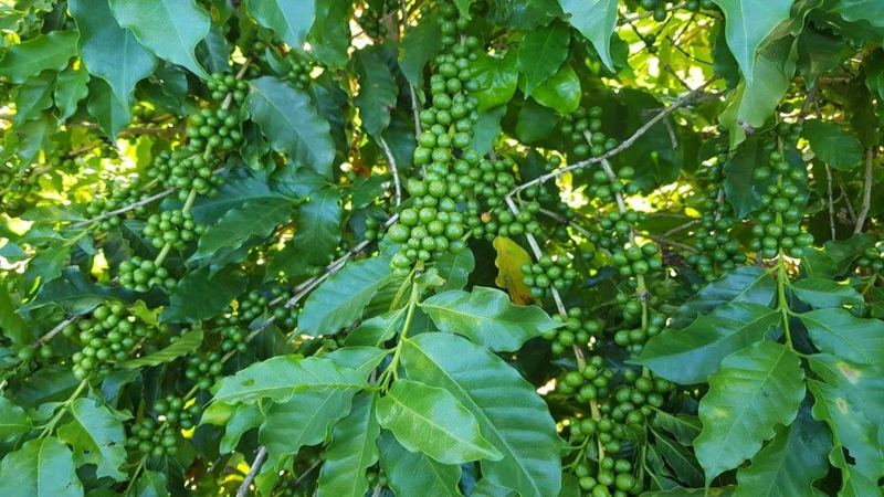 The flavor window for home-use American-style beans: enjoy them this way after opening