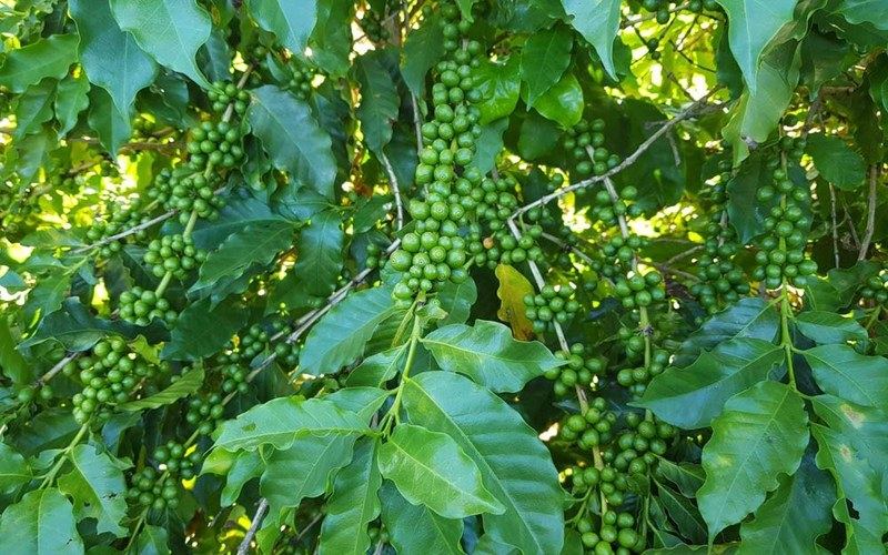 The flavor window for home-use American-style beans: enjoy them this way after opening