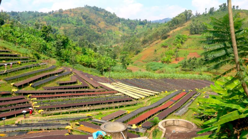 Analysis of the Natural Sun-Dried Processing Method for Green Coffee Beans: Flavor and Craft of Ethiopia Yirgacheffe G1 Red Cherry