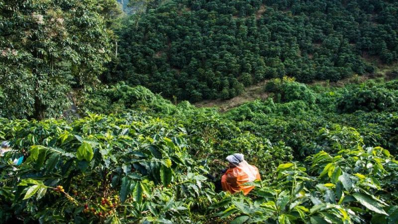 非洲咖啡之源：埃塞俄比亚咖啡豆的品种体系、分级标准与耶加雪菲冲煮指南