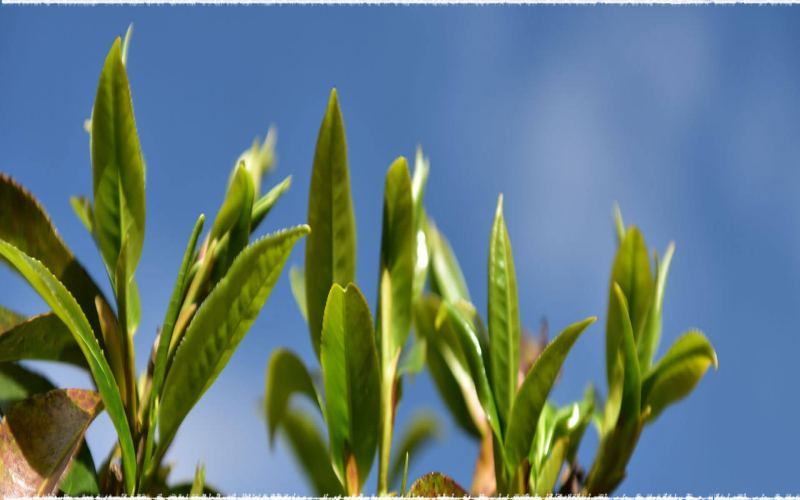 滇红凤庆大叶种深度解析：从立达茶园风土到金针口感与树种特性