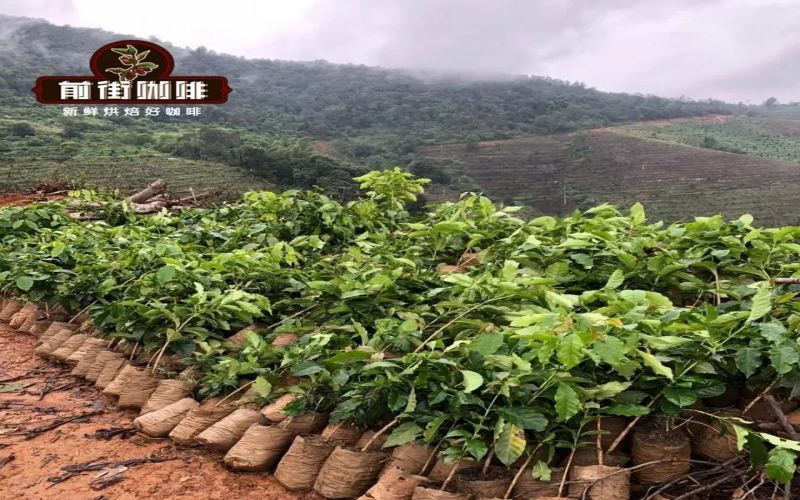 云南小粒咖啡就是卡蒂姆吗？详解云南咖啡品种与风味特点