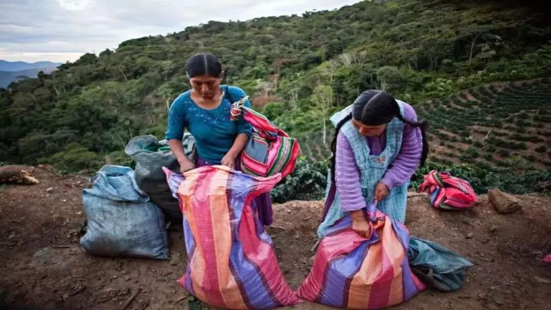 Bolivian Coffee Beans | Why is Bolivian coffee rarely seen in China? What unique characteristics does Bolivian coffee have?w