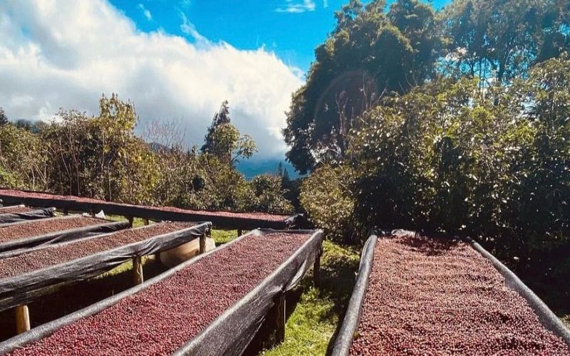 A Guide to Buying Espresso Beans: Balancing Budget and Drinking Frequency