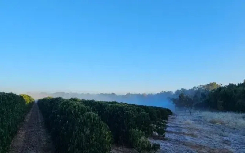 巴西中南部寒潮霜冻创低温纪录，咖啡产区受威胁引发期货价格大涨