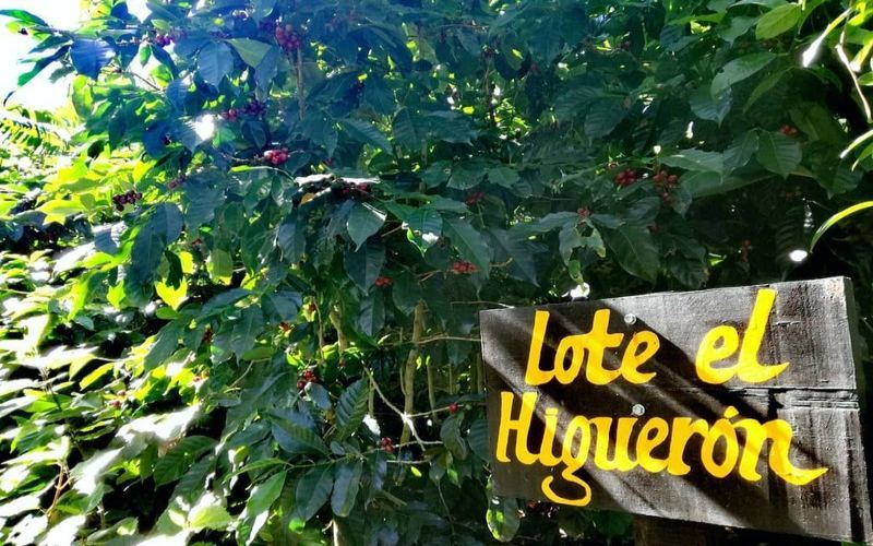 Choosing Beans for Cold Brew Based on Roast: Finding Fruity Notes, Sweetness, and Body at Low Temperatures