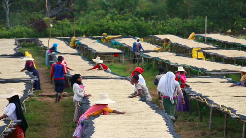 Washed Processing Method Fully Explained: Step-by-Step Flow from Harvest and Fermentation to Drying, and Flavor Characteristics
