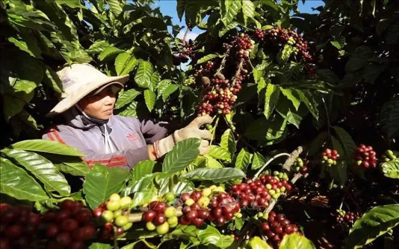 越南咖啡上半年出口额32.2亿美元，出口商威拿却报亏损，累计损失超万亿盾