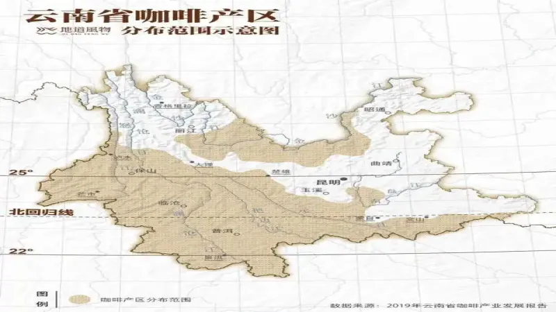 云南铁皮卡咖啡种植实录：小粒咖啡豆手冲风味与口感特征全解析