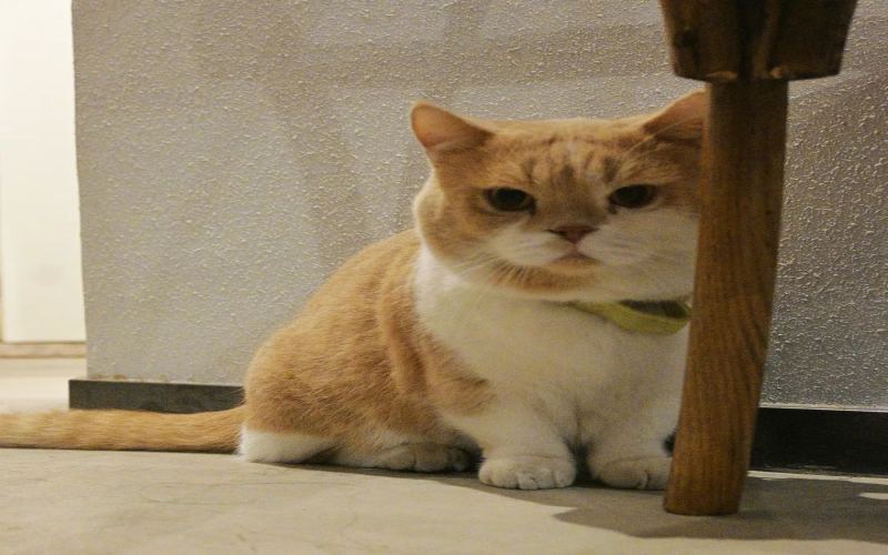 独立咖啡馆转让潮背后：从冲动开店到理性放手，猫咪与梦想何去何从