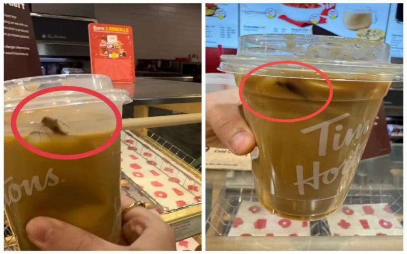 多伦多Tims冰拿铁杯中现蟑螂，员工称虫害难以杜绝引食品安全热议
