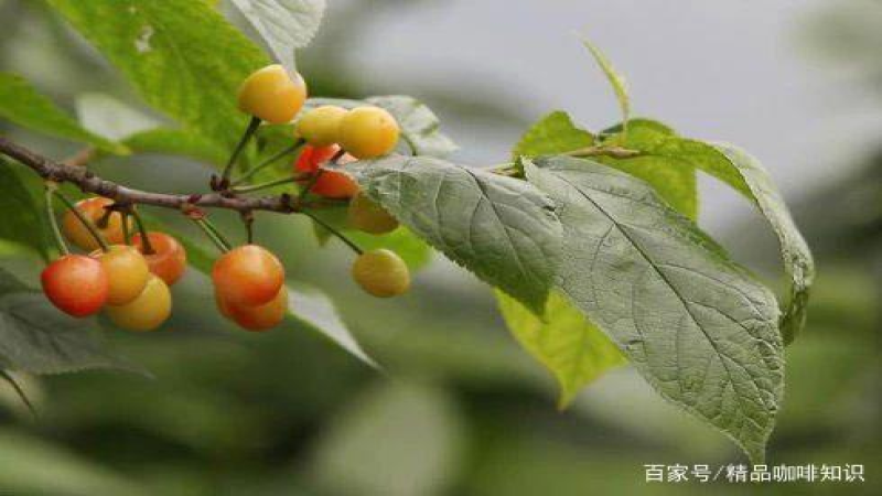 哥斯达黎加塔拉珠水洗黄卡杜艾贝多芬咖啡豆风味解析与手冲水粉比例指南