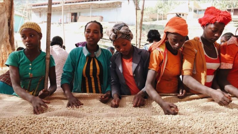 Yirgacheffe Washed vs. Natural Processing: Flavor Differences, Representative Beans, and Pour-Over Parameters Explained
