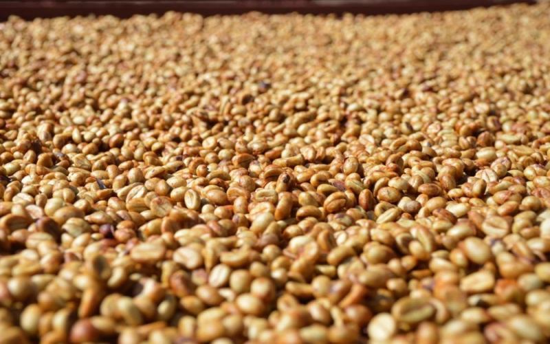 哥斯达黎加蜜处理咖啡全解析：白蜜、黄蜜、红蜜与黑蜜的风味差异