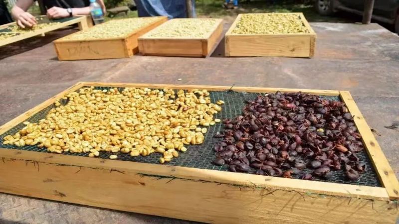 Characteristics of Costa Rican Coffee Beans | What Is Honey Processing? Why Do Costa Rican Coffees Mostly Use Honey Processing? What Flavor Characteristics Do Honey-Processed Coffee Beans Have?